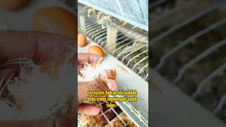 Genetik unggulan kualitas premium belajar ternakayam telur egg farm [upl. by Hegyera]