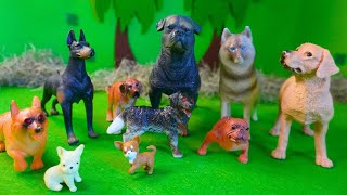 Learn Different Types of Dogs  Made for Kids [upl. by Syd]