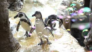 Humboldt Penguins Have A Bubble Party [upl. by Anrak]