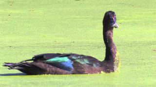 Muscovy Ducks  Pato Do Mato  Cairina moschata [upl. by Ahsielat660]