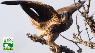 Peregrine falcon bird  Flying Hunting Preening  Call sound [upl. by Arlyne]