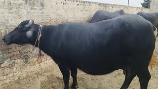 Aamir pathan aravali dairy gir cow Kishangarh is live 9414745465 [upl. by Anavas]