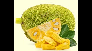 Jackfruit Artocarpus heterophyllus [upl. by Laeira766]