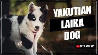 Yakutian Laika The Most Mysterious Dog in the World [upl. by Bolger451]