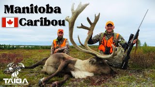 Two Bulls Down Hunting Northern Manitobas Caribou Migration [upl. by Devlin]