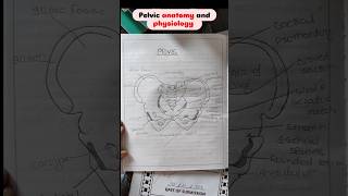 pelvis anatomy notesshorts pelvis anatomy medico [upl. by Llohcin]