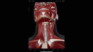 Infrahyoid Muscles Visible Body [upl. by Hedaza485]