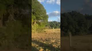 DeFuniak Springs FL traveling shortvideo fyp florida 1142024 [upl. by Jovia318]