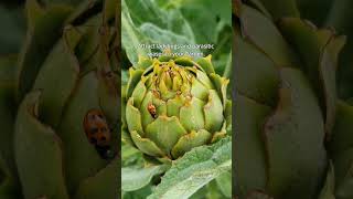 Pests  Aphids amp Whitefly  Kings Seeds [upl. by Tnelc]