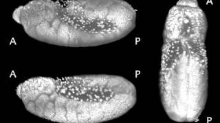 Drosophila Embryogenesis [upl. by Yrtsed252]