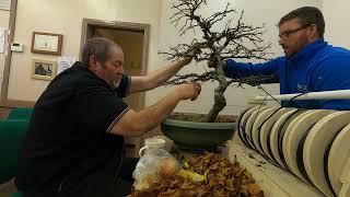 Experience the Magic of Akamatsu Club Witness the Creation of a Stunning New Beech Tree Bonsai [upl. by Ros]