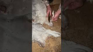 Tips on your tanning of deer hide cut off the edges that are likely to cause slippage of hair [upl. by Jessey]