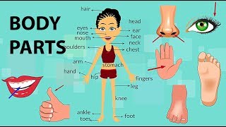 Body Parts Vocabulary [upl. by Annavoeg607]