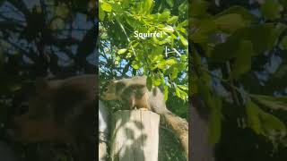 Sharing squirrel rodentia nature Wide Open Transit Farm [upl. by Airalednac]