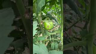 Protección de FLOR en TOMATE 🍅 hortalizas plantas horticultura agronomos hortalicas agro [upl. by Citron]