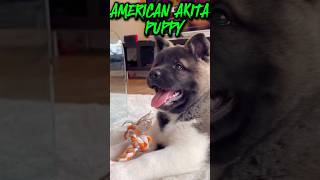 AMERICAN AKITA PUPPY oneofakind dogbreed puppy dog [upl. by Euqinwahs681]