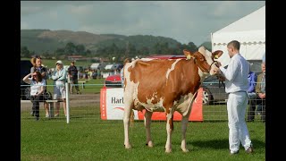 Dumfries Show 2024 2nd Lactation Holstein Class 1st Logan Avatar Rae Red [upl. by Lhamaj]