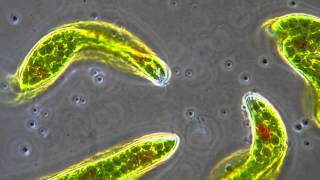 Euglena  Flagellum movement in phase contrast [upl. by Cutter339]