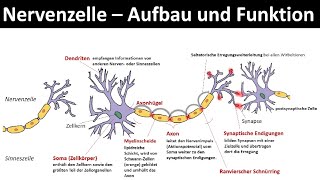 Nervenzelle  Neuron  Aufbau und Funktion Biologie Neurobiologie Oberstufe [upl. by Bibah707]