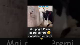 Tu pagal Premi abara Dil Teri Mohabbat ka marafunny short videolatest videoviral videocomedy [upl. by Neirol454]