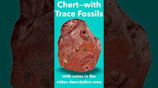 Sedimentary Chert Rock with Trace Fossils IDd [upl. by Atsed]