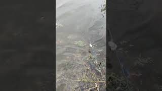 fishing fiish beachfishing fish filefish carpfishing fihing carp fiahing videogama [upl. by Nairbo]