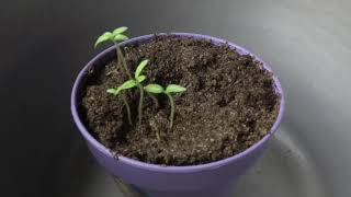 Positive Phototropism  Time Lapse in HD [upl. by Alitta161]