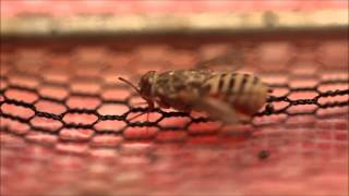 Female Tsetse Fly Feeding 3 [upl. by Spiers]