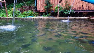 Tilapia Farming for Beginners  Mga Pamaraan sa Pagaalaga ng Tilapia [upl. by Cirdla]