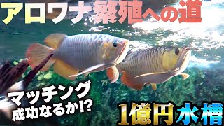 【1億円水槽】アロワナ繁殖リアリティー！マッチング成功なるか！？ [upl. by Roobbie]