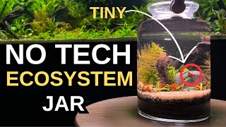 I made an Ecosystem in a Jar No Tech Aquarium Aquascape Tutorial Planted Aquarium [upl. by Ainit]