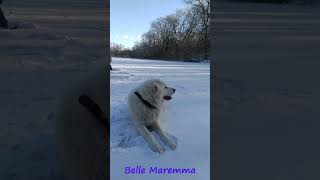 Maremma on the ice [upl. by Carboni]