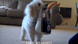 Miniature Poodle Tricks 4 [upl. by Loella243]