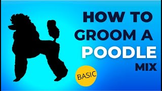 How to Groom a Poodle Mix The Basics [upl. by Ahsiekin]