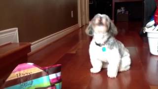 Shih Tzu howling [upl. by Hanikas]