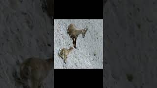 Ibex defies gravity and climbs a dam wall [upl. by Aihsot145]