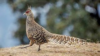 Wild Cheer pheasant Catreus wallichii call [upl. by Netsud]