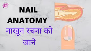 Nail Anatomy  नाखून रचना को जाने  by SNEHA 2020 [upl. by Saile]