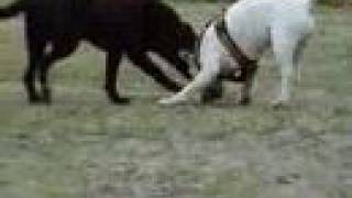 Bull Terrier vs Labrador [upl. by Thursby]