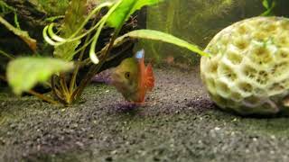 Whats wrong with my Dwarf Red Gourami [upl. by Golub890]