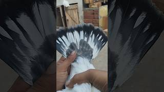 New beautiful pigeon chickpigeon bird kbottar ytshorts [upl. by Dur]