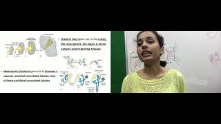 Development of Urinary system by Dr Vijaya [upl. by Demahum]