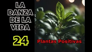 PLANTAS POSITIVAS ALBAHACA 24 [upl. by Nakah901]