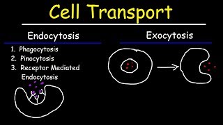 Cell Transport  Endocytosis Exocytosis Phagocytosis and Pinocytosis [upl. by Yenitsed883]