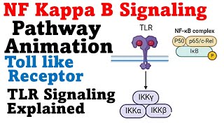 Nf kb pathway cell signaling pathway animation [upl. by Mandle728]