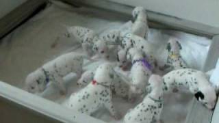 Dalmatian Puppies Eleven of Them 90 shy of 101 Dalmatians [upl. by Anigue]