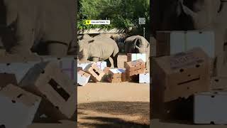 Rhinos Celebrate World Rhino Day at San Antonio Zoo 🦏 [upl. by Esaertal]