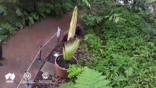 Timelapse  Titan Arum blooms in Adelaide Botanic Garden [upl. by Isiad]