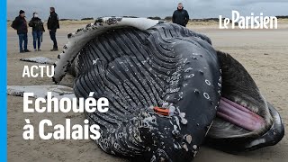 Une baleine à bosse de dix mètres séchoue sur une plage du PasdeCalais [upl. by Akirre173]