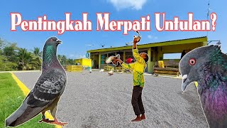 Seberapa Pentingkah quotMERPATI UNTULANquot untuk Merpati Tinggian merpatikentong merpatitomprang [upl. by Marienthal]